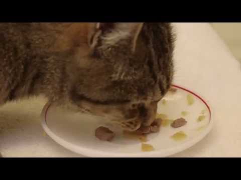 Giving a cat a tablet: crushing a tablet and mixing with wet food