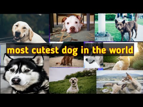 Most Cutest dog in the world | Top Beautiful Dog in the World | Dogs
