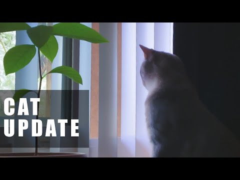 Is Three Cats Still Too Many? (Cat Update)