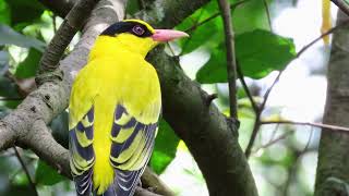Birds and nature
