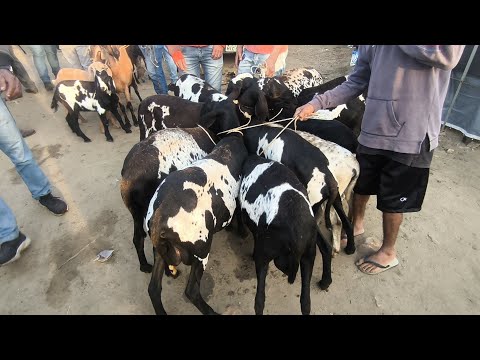 LOTE DE OVELHAS SANTA INÊS CHITADA NA FEIRA DE CAMPINA GRANDE-PB 02/09/2026