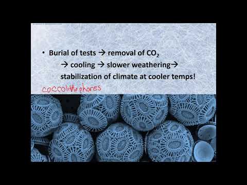 9.6 The Neoproterozoic