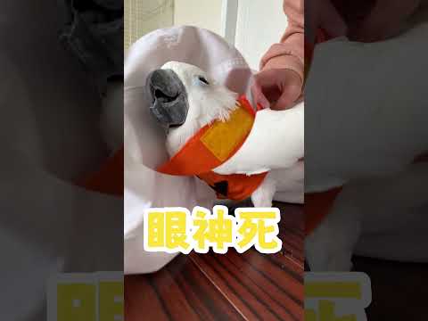 Parrot wears Halloween costume!🎃 #cockatoo #cute #halloween