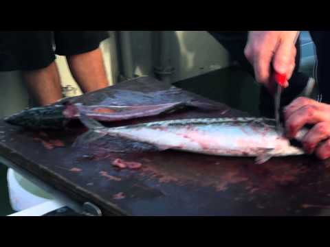 Fishing in Ireland - Dingle Peninsula