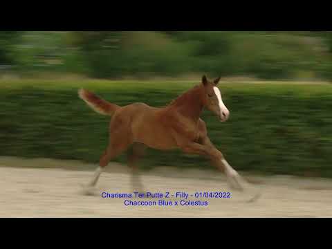 Charisma Ter Putte Z (Chacoon x Colestus)