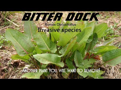 , title : '⟹ BITTER DOCK | Rumex Obtusifolius | A plant almost impossible to get rid of an here's why!'