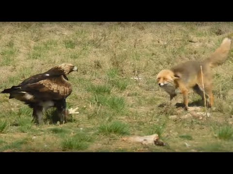 , title : 'صراع الصقور مع الثعالب المفترسة ! Eagles vs Fox'