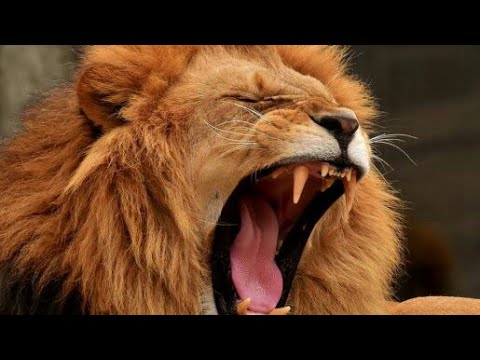 Gandi gir no savaj | Anubha jamang