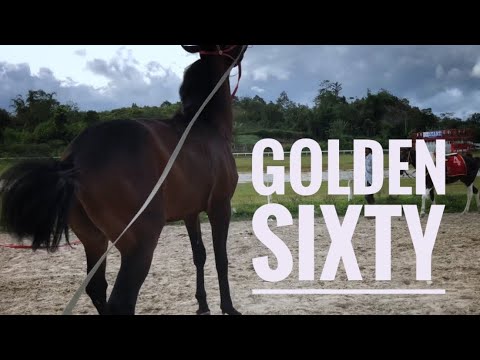 KUDA PACU || GOLDEN SIXTY || KOTA BUKITTINGGI