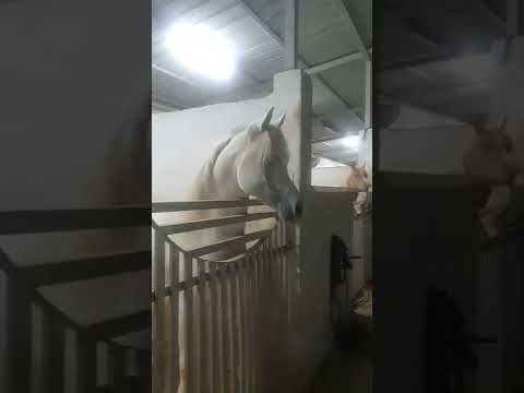 NAFIESA NAJEEB . MAHDER AL JAMAL BY #NADER_AL_JAMAL & MF NASSERA BY  #JD_CHALICE #arabianhorse