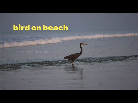 Bird on Beach | Goa