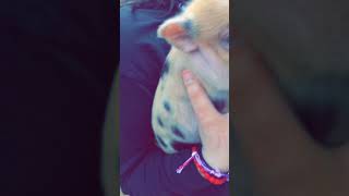 Miniature Pig Animals Videos