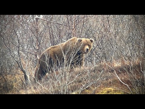 Alaskan Coastal Brown Bear Hunting "Peninsula Predators"