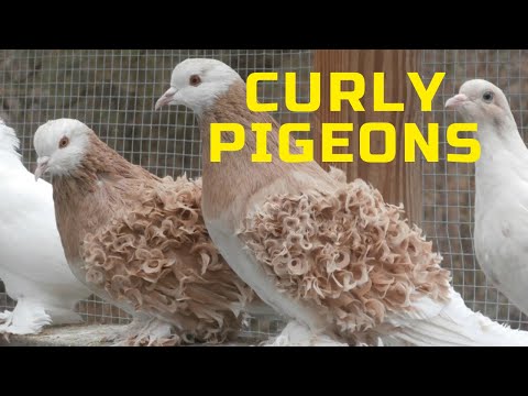 Frillback Pigeons — ornamental curly feathers