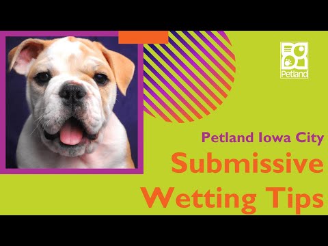 Tips On How To Conquer Puppy Submissive Wetting/Urination