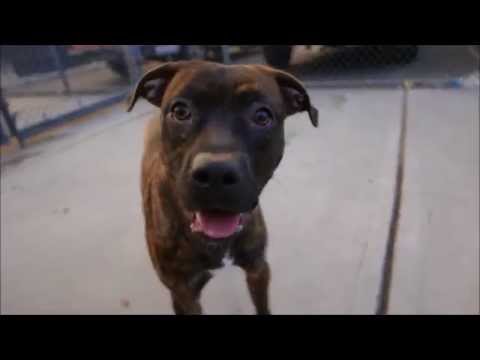 Hooper, an adopted American Staffordshire Terrier in Long Beach, NY_image-1