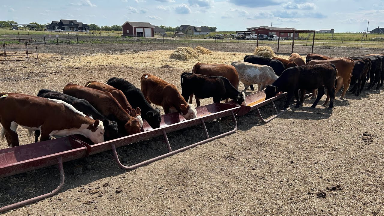 This Business is Vertically in the Green Financially