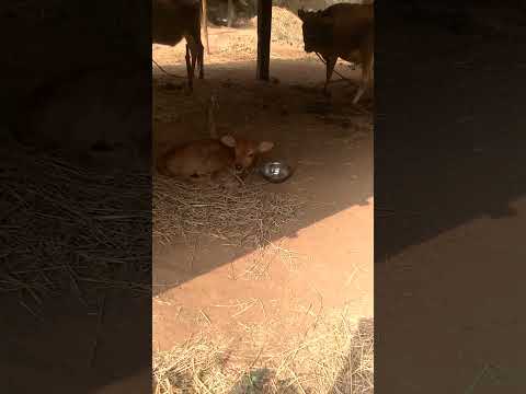 chinni ambayi nandi🐄🐄