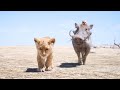 The Lion King 2019 Timon And Pumba I 4K Ultra HD