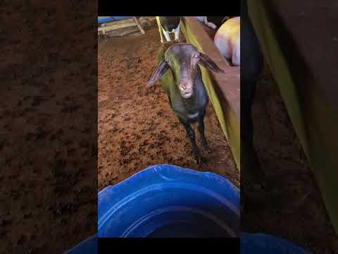 Mato verde...#ovelhas#fazendinhafeliz #roçaévida