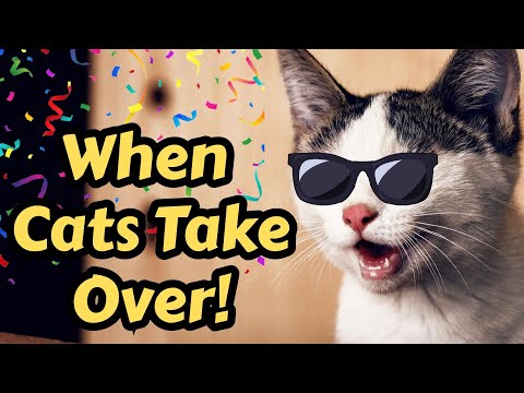 Too Many Cats? Here’s The Truth!