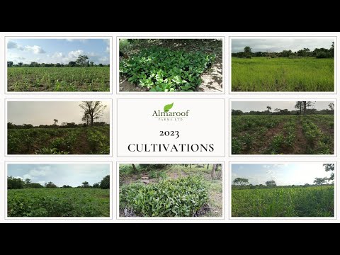 Almaroof Farms 2023 Cultivation