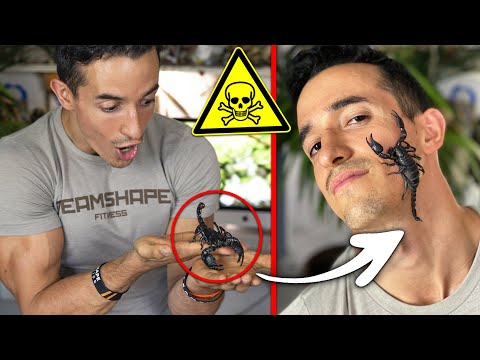 LE SCORPION LE PLUS DANGEREUX AU MONDE ! (il est énorme)