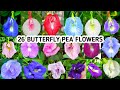 26 Types Of Aparajita Flowers/Butterfly Pea Varieties/Clitorea Ternatea Species/Aparajita Plant