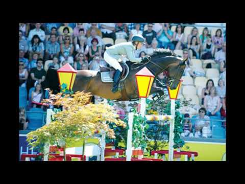 Contender - Holstein Stallion