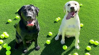 Suprising Labrador Brothers With 120 Tennis Balls!!