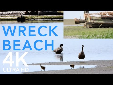 Canada Goose Chicks at Risk: Coyote Alert! - Wreck Beach, Vancouver, BC May 31, 2024 [4K BIKE VIEW]