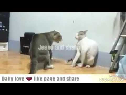 Naayaa Sanadkan 2017 Yaa Qabsanaya Dalka Somaliland Sow Muuse Biixi Ugu Ma ridaysid kulahaa kkk