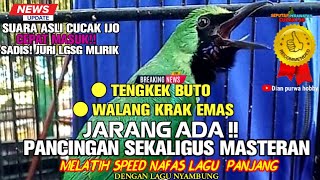 Download lagu NYATA‼ LATIH NAFAS PANJANG MASTERAN LAGU TENGKEK BUTO SAMBUNG WALANG KRAK DGN SUARA ASLI CUCAK IJO mp3 Download lagu NYATA‼ LATIH NAFAS PANJANG MASTERAN LAGU TENGKEK BUTO SAMBUNG WALANG KRAK DGN SUARA ASLI CUCAK IJO mp3