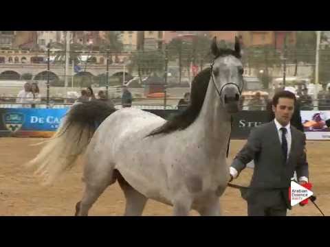 N.78 ISABELLA - Menton 2016 - Mares 4-6 years old (Class 4)