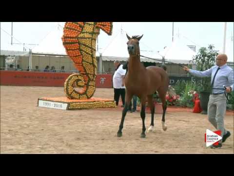 N.117 TRESOR ANGELINO - Menton 2016 - Colts 2 years old (Class 7)