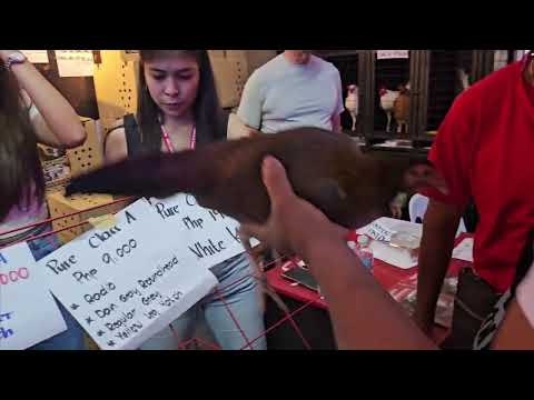 Presyo ng Firebird Gamefarm Biboy Enriquez white kelso, sweater, mclean grey boston radio hatch