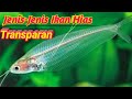 Ikan Hias Air Tawar Yang Transparan