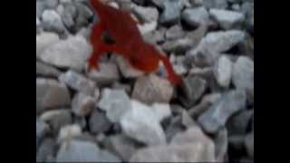 mason jennings-so many ways to die...orange lizard