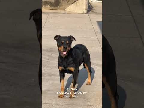 rotvoiler Dog #rottweiler #dog  #doglover #bikecar #foryou #cutebaby #bts #beauty