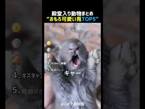 おもろ可愛いうさぎTOP5 🐰😂