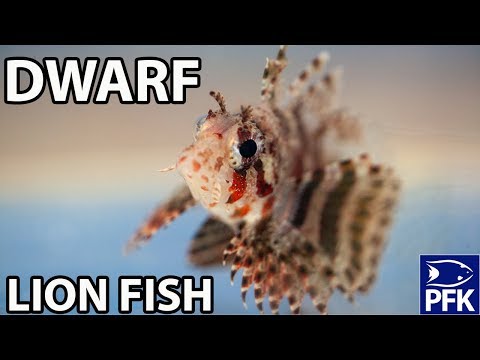 download lagu mp3 mp4 Dwarf Lion, download lagu Dwarf Lion gratis, unduh video klip Dwarf Lion