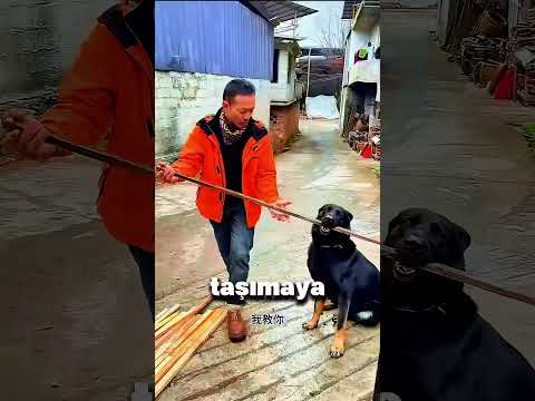 Mahallenin EN Akıllı KÖPEĞİYDİ🥰🙌😂