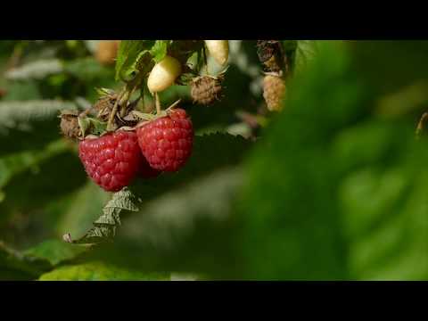 Reč struke ep. 91 29.06.2017. NAJAVA