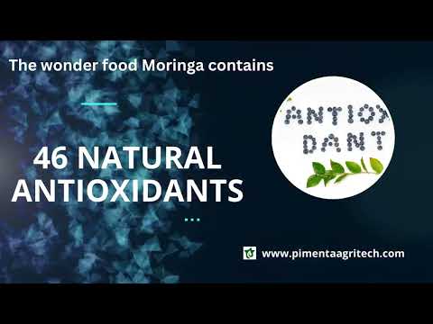 Mopo - moringa leaf powder, 100 gm