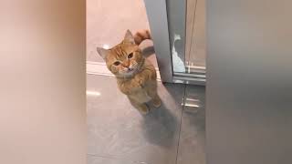 “Funny & Cute Cats That Will Make You Smile” part 2