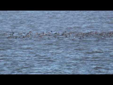 Huge raft of sea ducks - mainly common scoters (Melanitta nigra) - off Cley Beach, Norfolk.