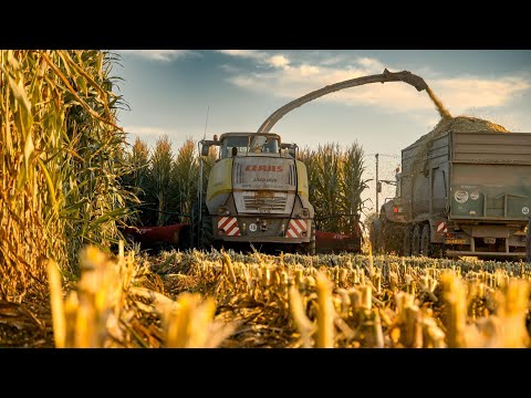 Siláže Maize 2021 Claas Jaguar 960 + kemper 475  / 3x Fendt / Tatra phoenix