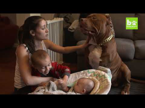 YouTube video about: What to do if dog licks baby mouth?