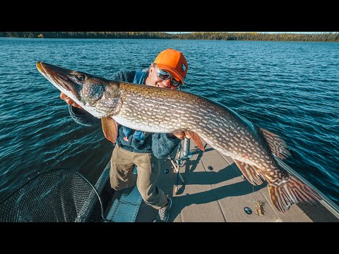 Big Baits For Big Pike