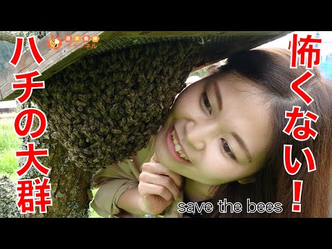 , title : '怖くない！お引越し中の日本ミツバチ【ミツバチの大群に頬ずりしてみた！】'